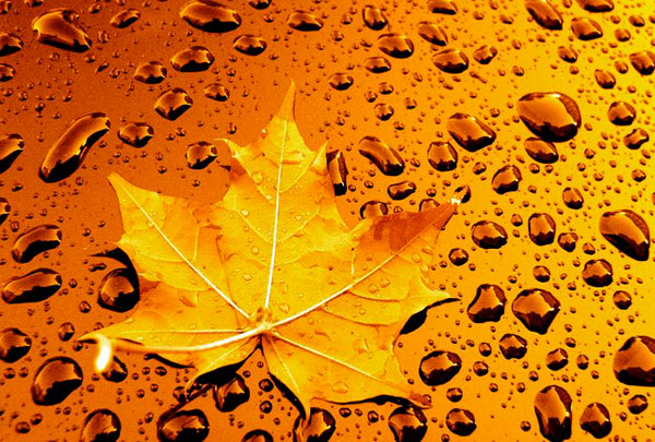 little-leaf-rainstrom.jpg